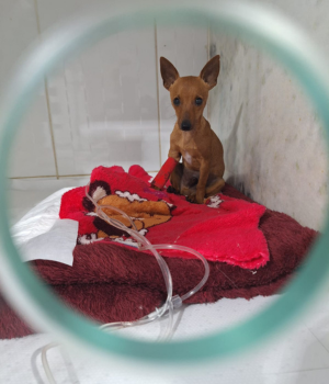 Atendimento - Clínica Veterinária Patinhas praianas